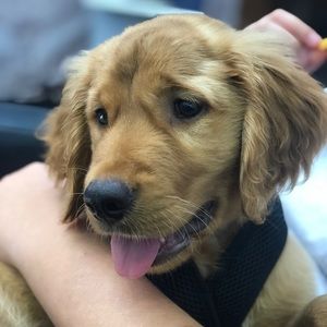 Meet your Posher, Tiffanie